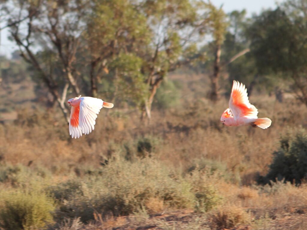 cockatoos flying
