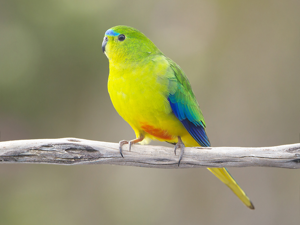 orange-bellied parrot sitting on a branch