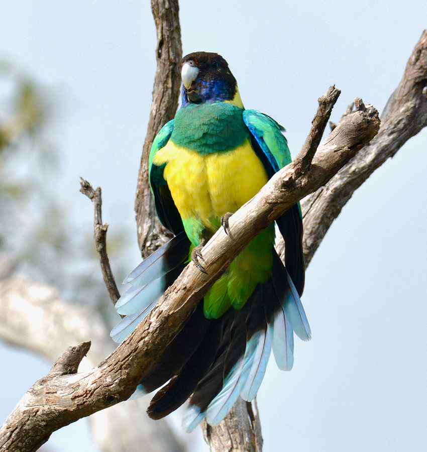 port Lincoln parrot perched