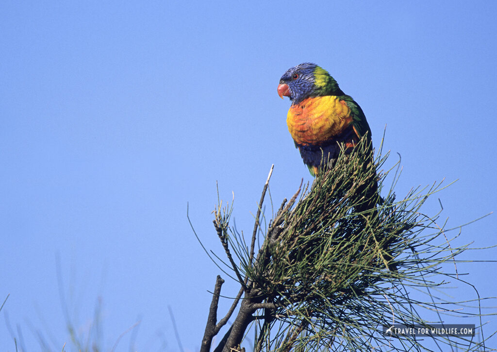 rainbow lorikeet perched