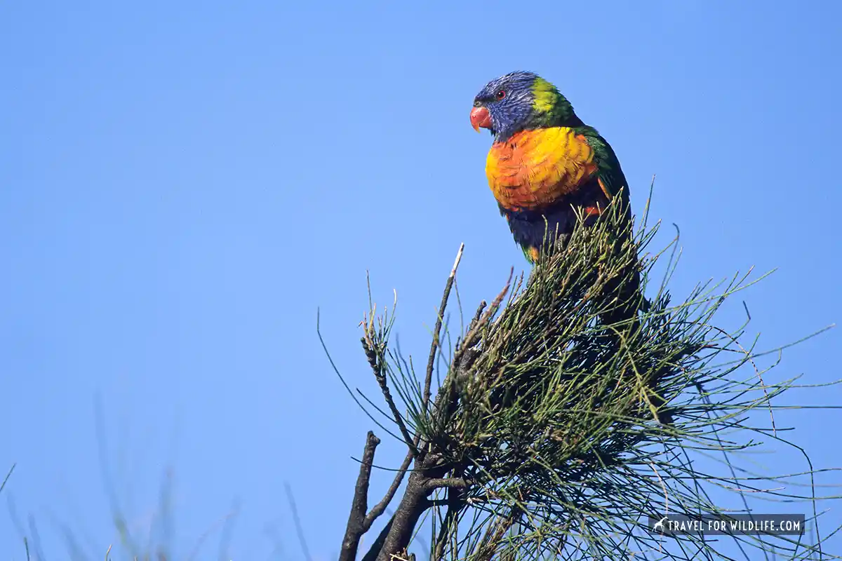 Australian parrots tours