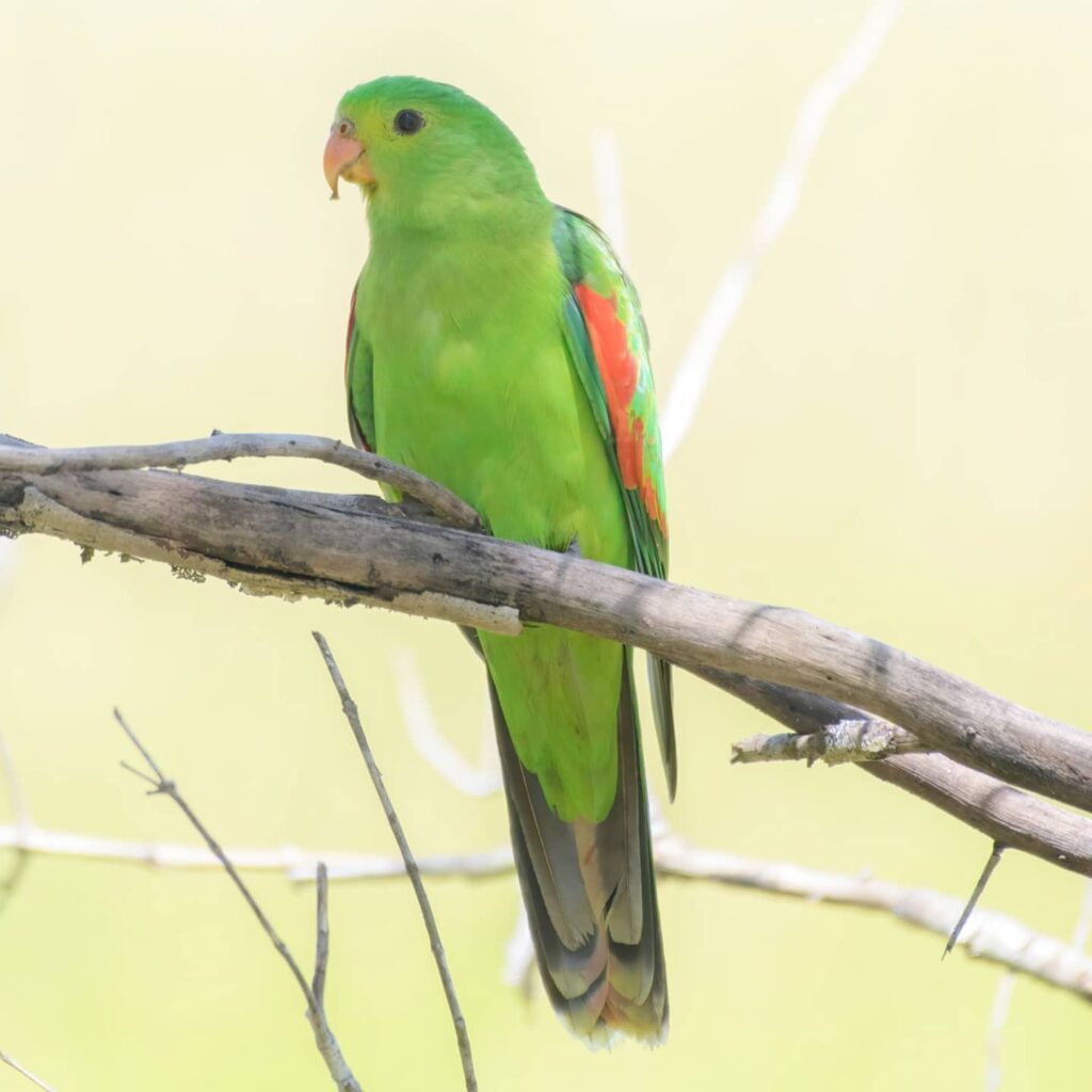 red-winged parrot perched
