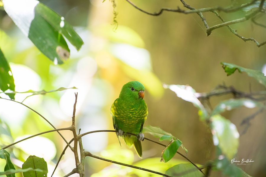 scaled breasted lorikeet, perched