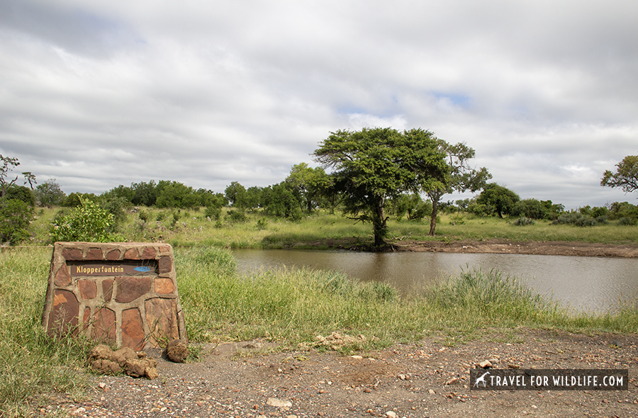 a waterhole in Kruger