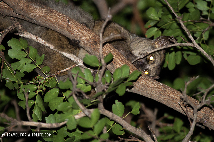 bushbaby on a tree at night