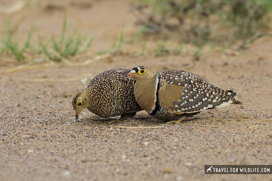 a couple of double-banded sandgrouse
