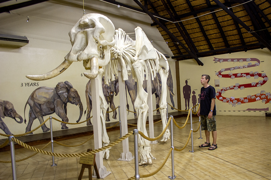 elephant skeleton at museum