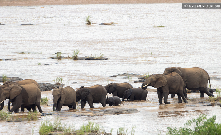 herd of elephants crossing a river