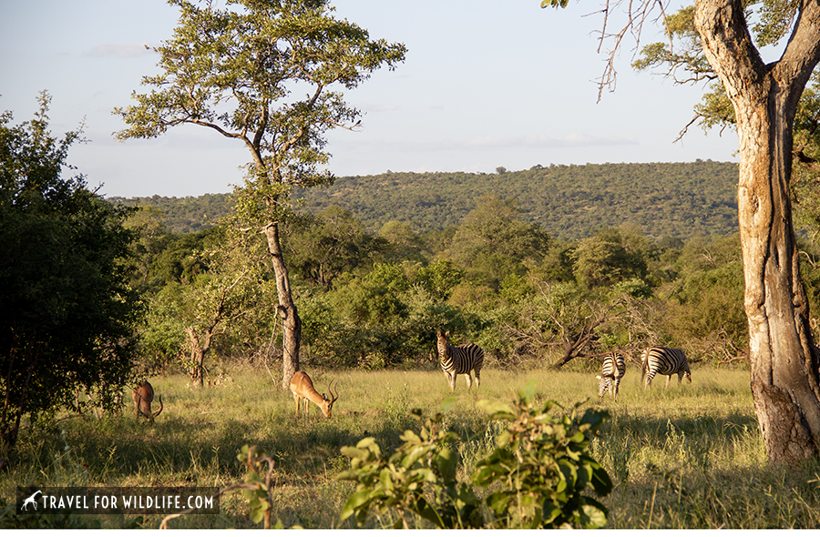 small plain with zebras