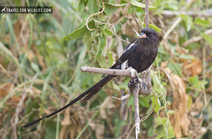 black and white bird with a gecko tail on its beak