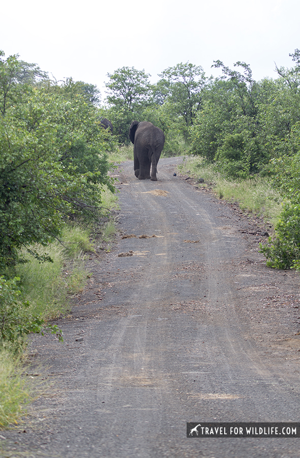 elephant on gravel road