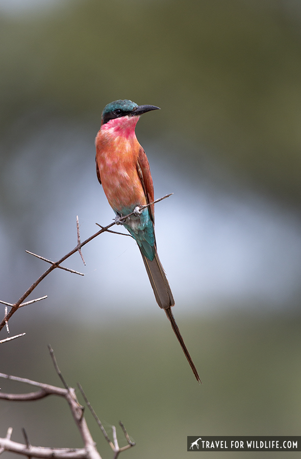 southern carmine bee-eater perched on a branch