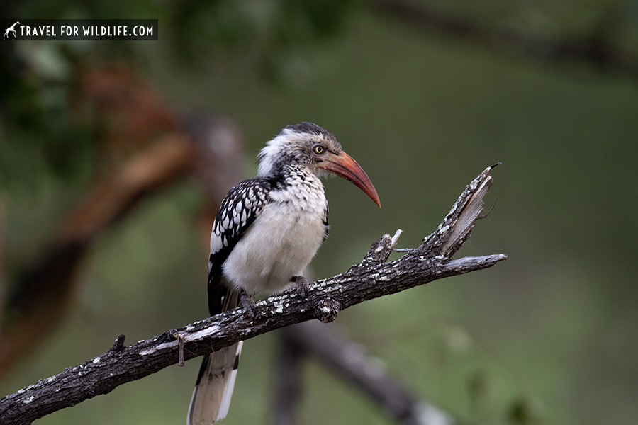 southern red-billed perched on a branch