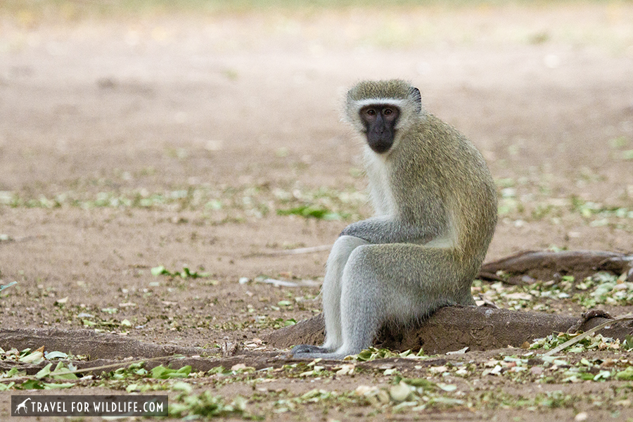 vervet monkey sitting
