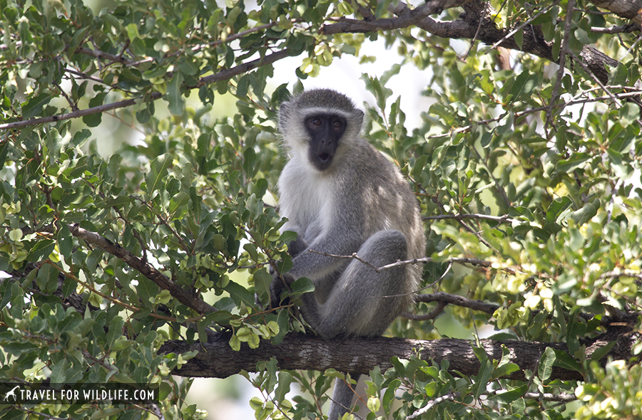 vervet monkey sitting on a branch