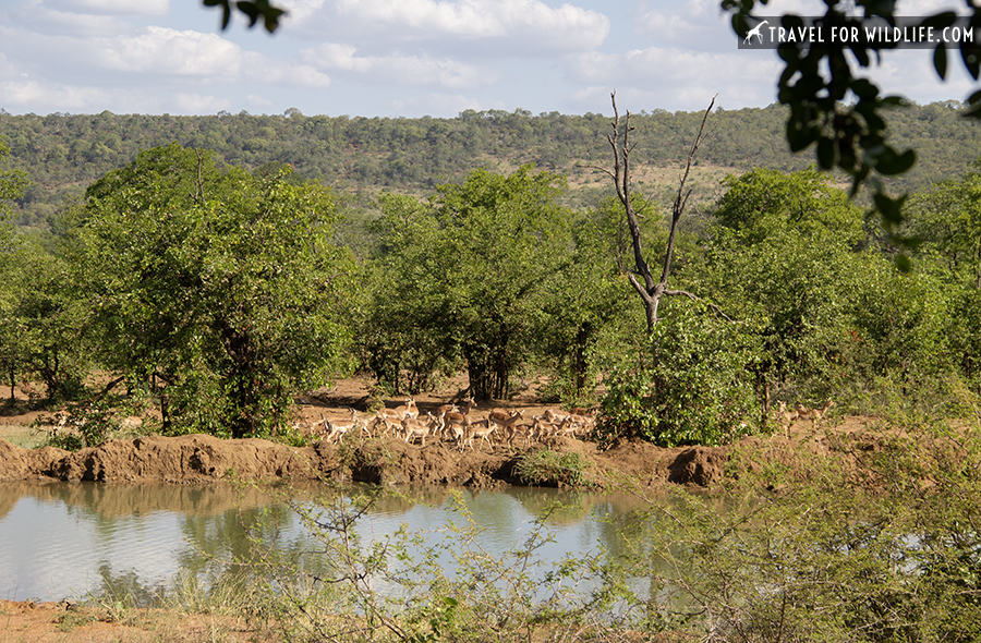 waterhole with zebras