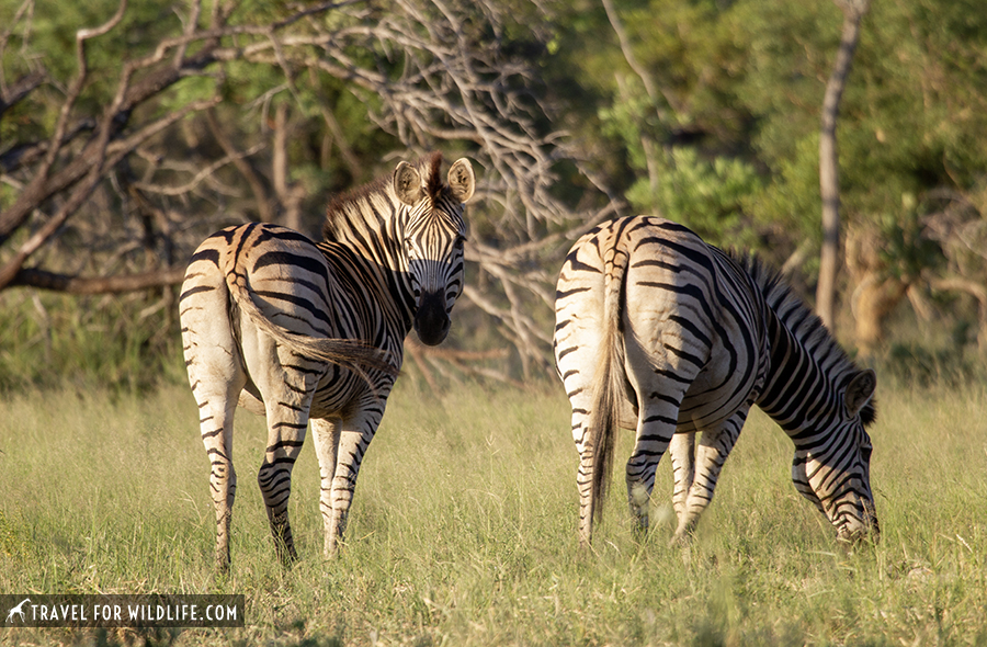 two zebras at sunset