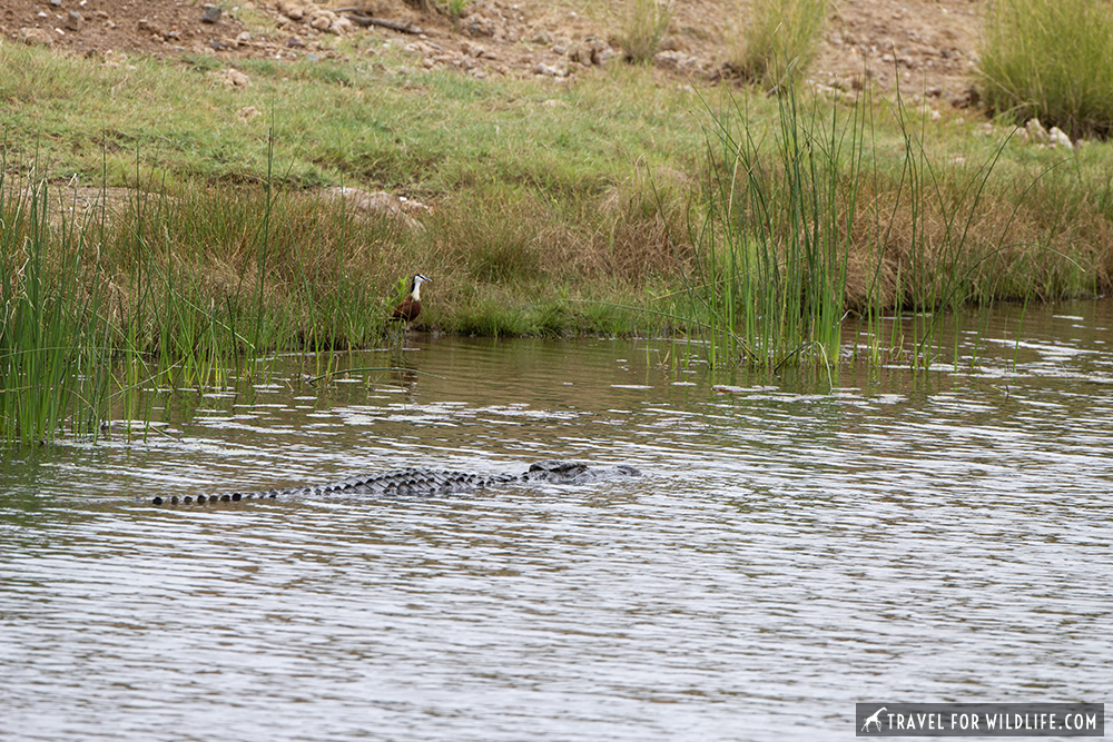 crocodile swimming in a river