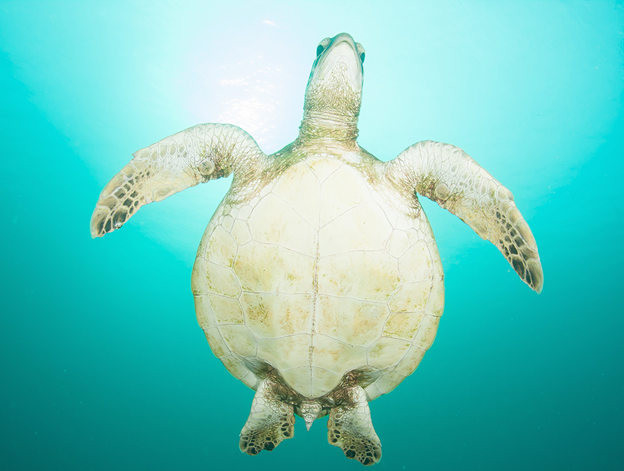 Green sea turtle from below