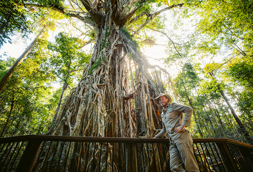 cathedral fig tree and person posing