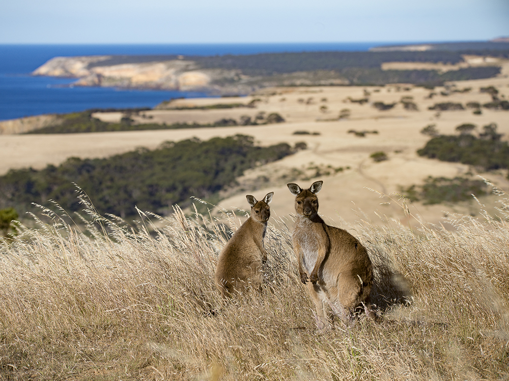A pair of Kangaroos on a field with the ocean at the back