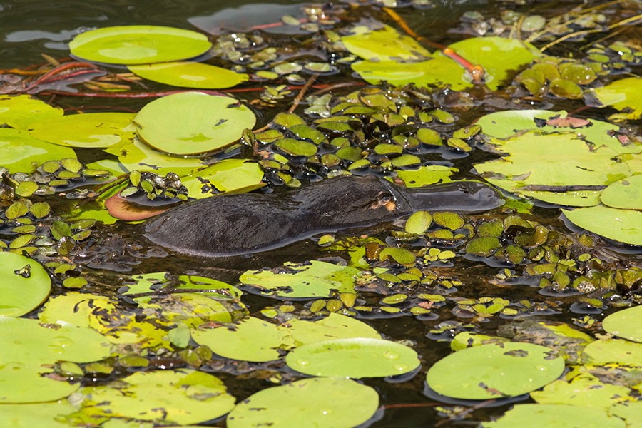 platypus swimming between lily pads