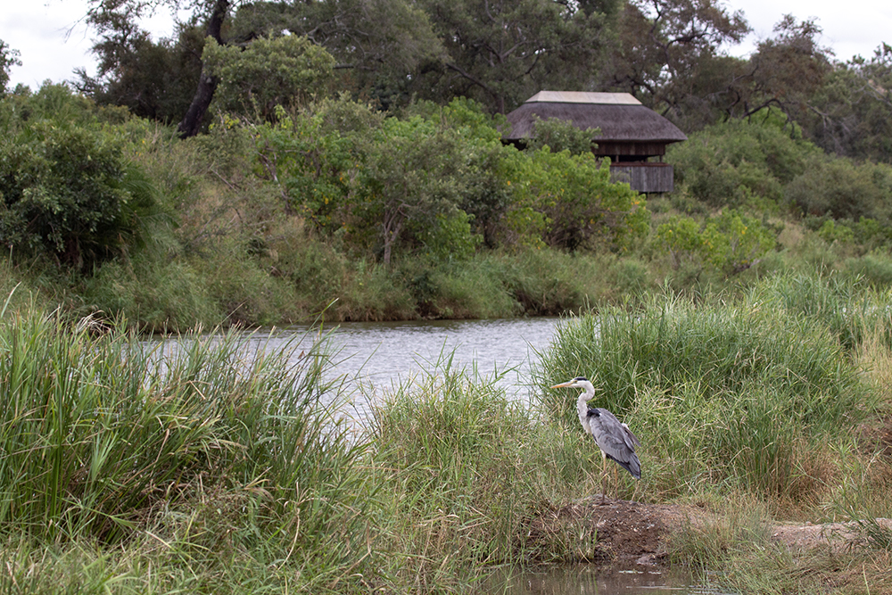 Bird hide by a river