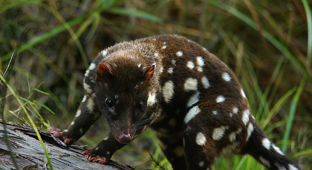 spotted-tailed quoll on a log