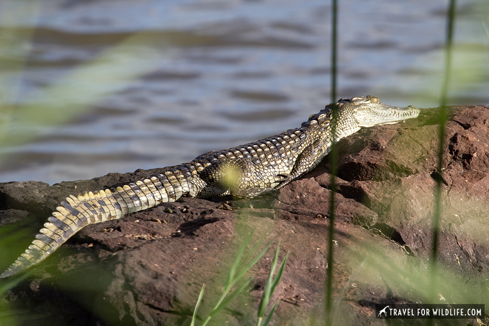 baby crocodile on a rock