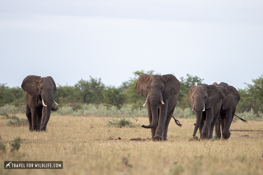 four elephants walking on dry grass