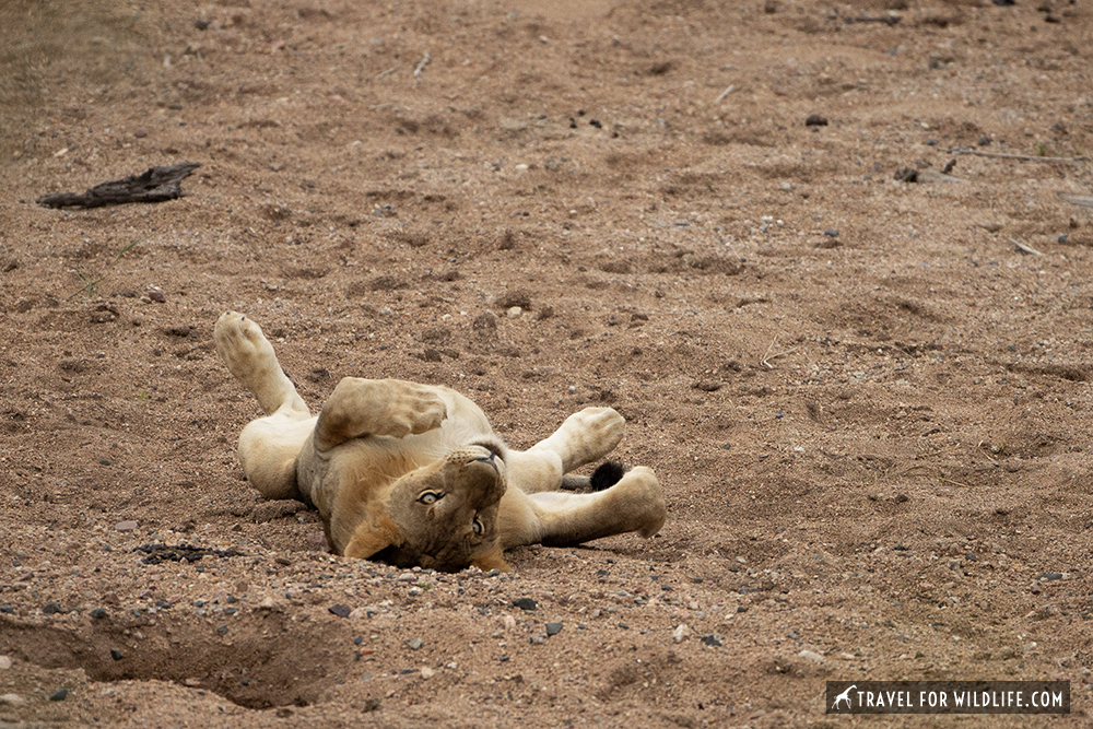 lion belly up