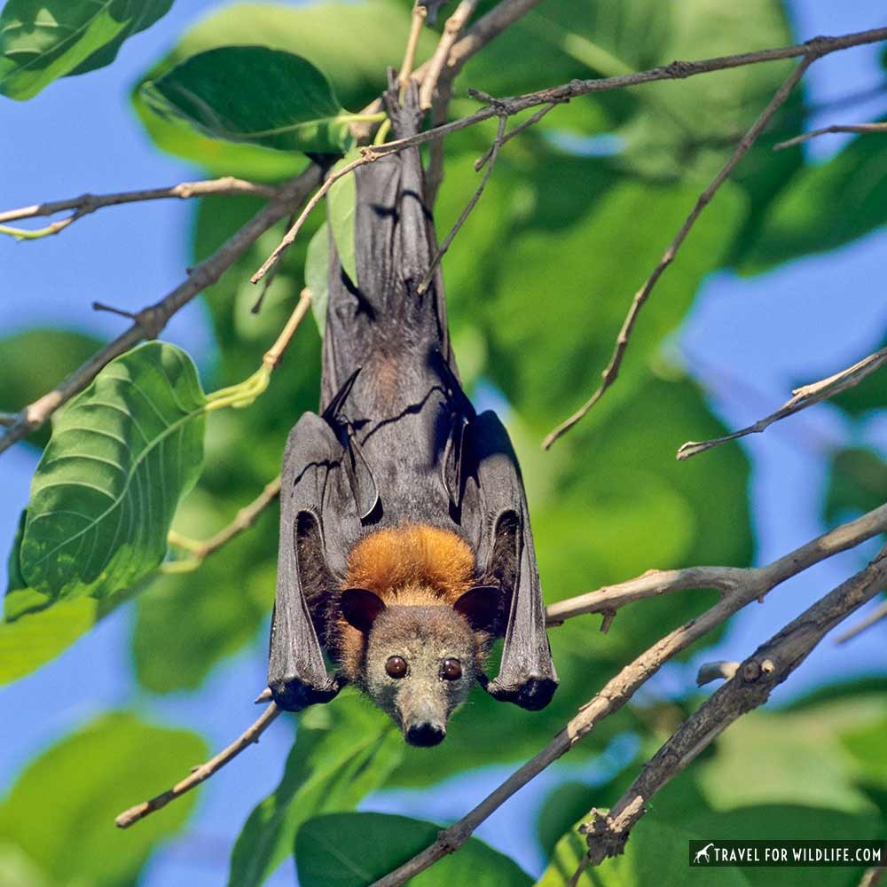 Little red flying fox on a tree