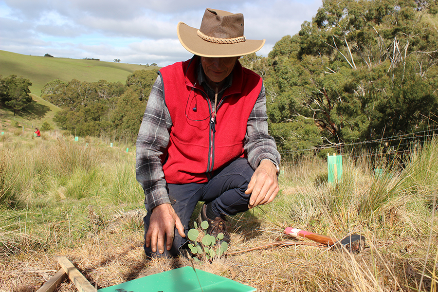 man planting trees