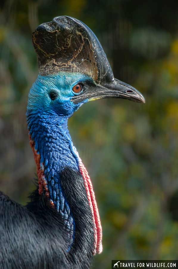 southern cassowary portrait