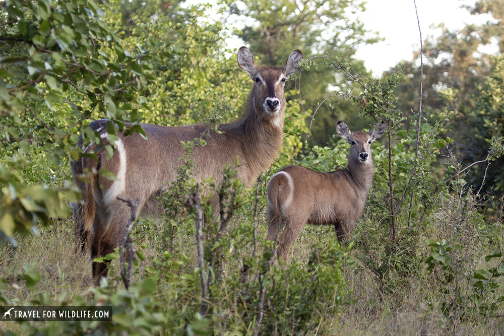 Waterbuck female and her calf in the bush