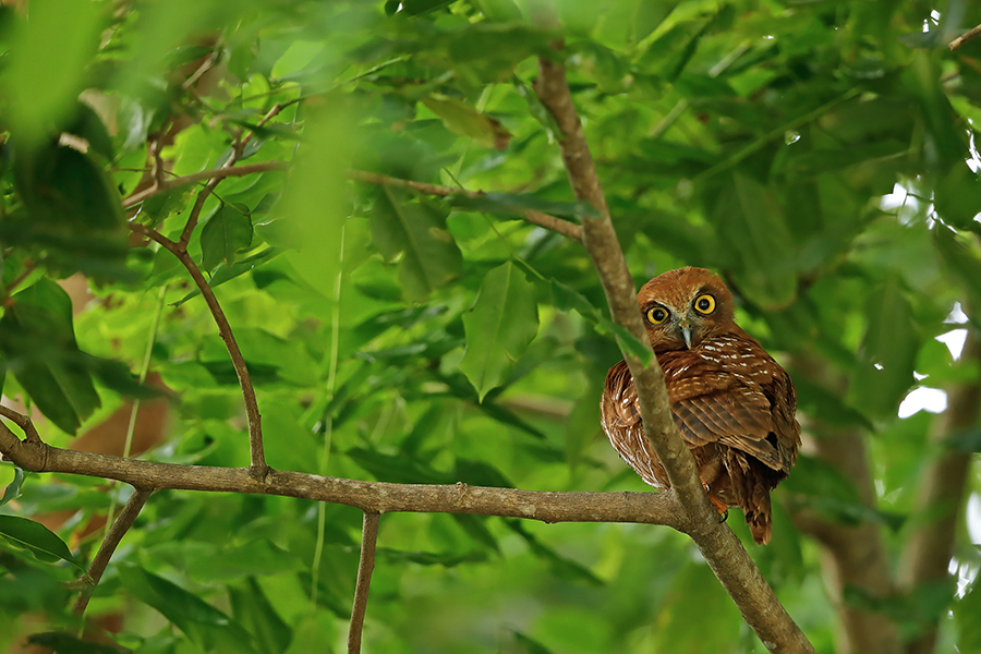 Christmas Island Hawk owl perched on a branch