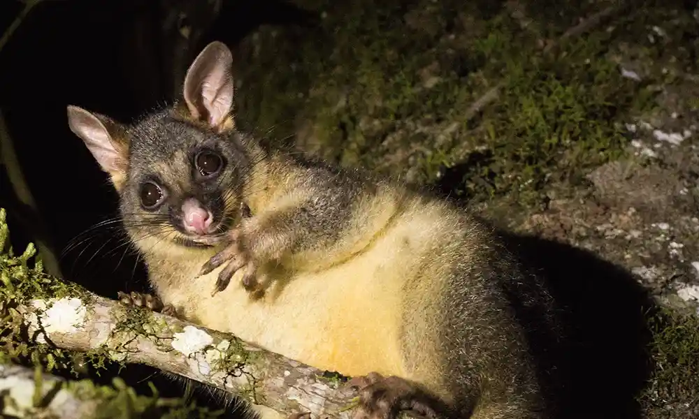 Common Brushtail possum on a branch at night