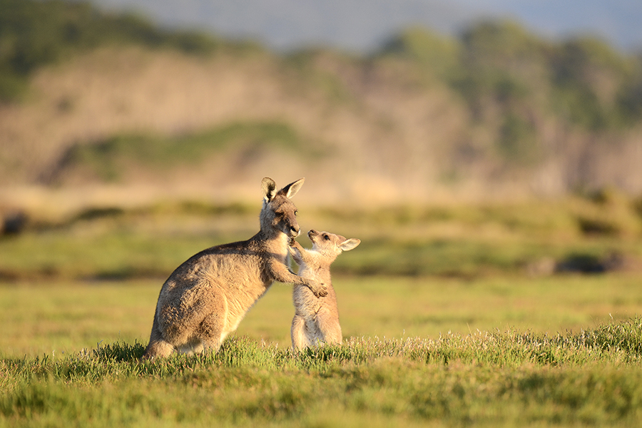 Forester Kangaroo with her joey