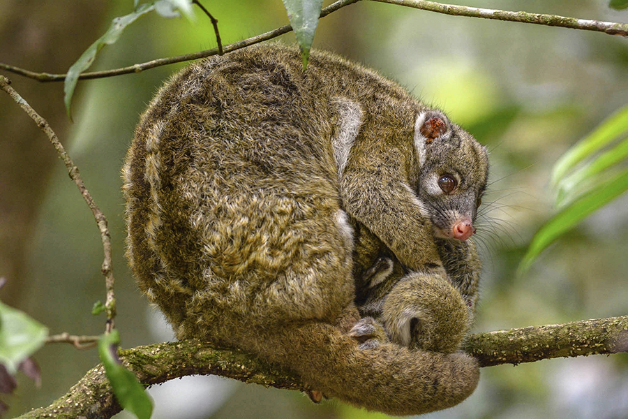 green ringtail possum with baby on a branch