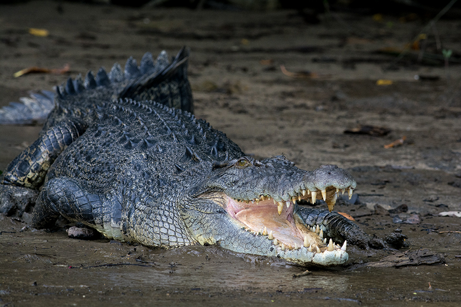 saltwater crocodile with mouth open