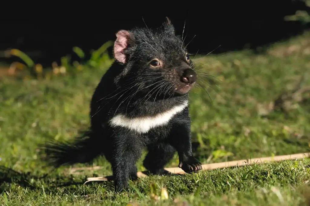 Tasmanian devil walking on grass