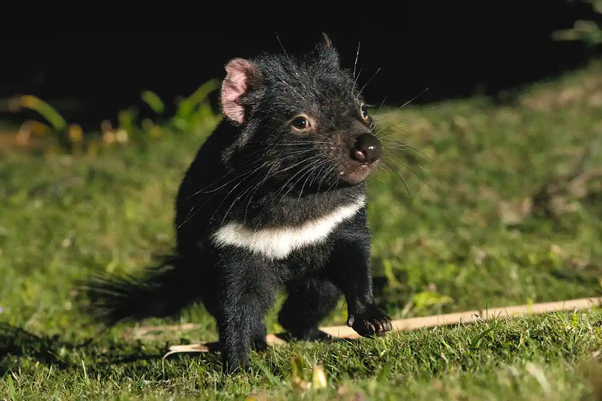 Tasmanian devil night tour in Australia