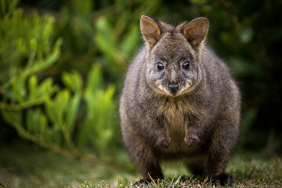 Tasmanian pademelon standing on grass