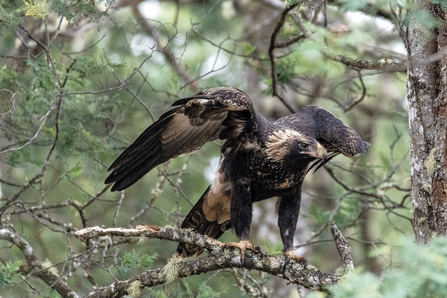 Tasmanian wedge-tailed eagle on a branch