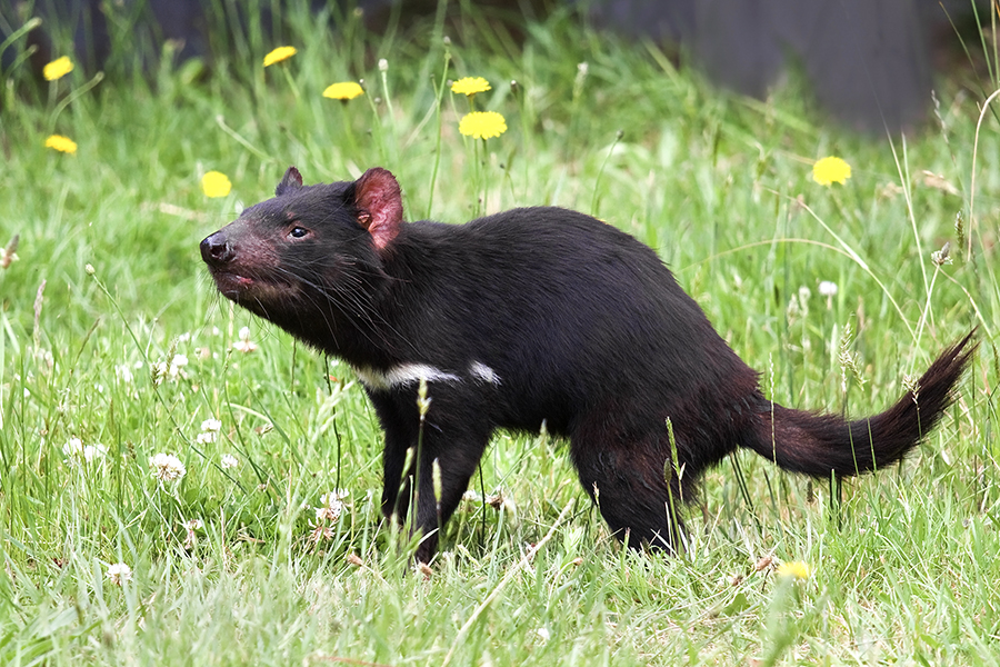 Tasmanian devil portrait