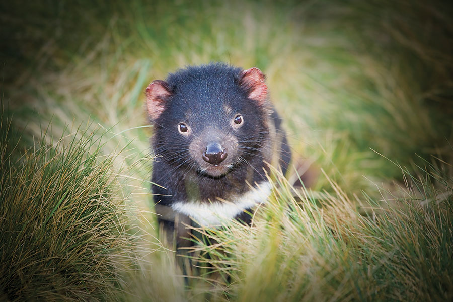 Tasmanian devil portrait