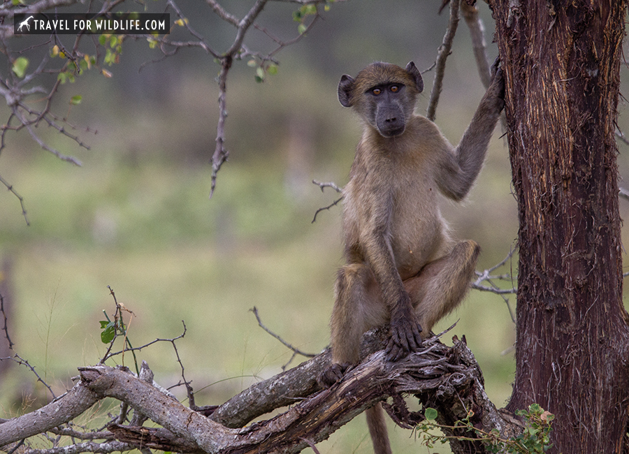 baboon sitting on a tree