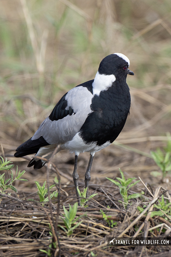 black and white bird, blacksmith lapwing standing