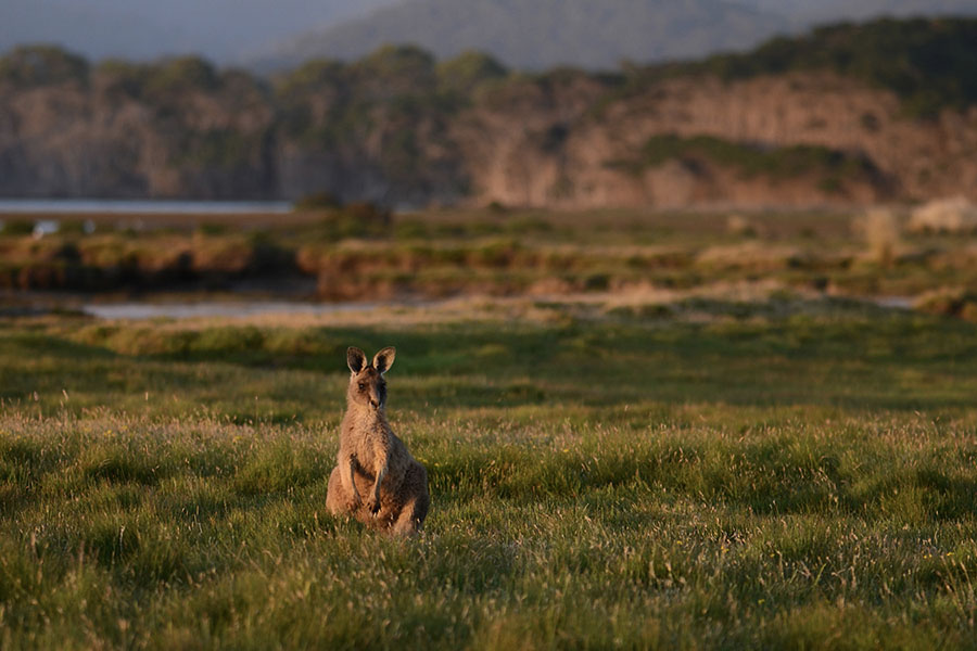 eastern grey kangaroo at dusk on a plain