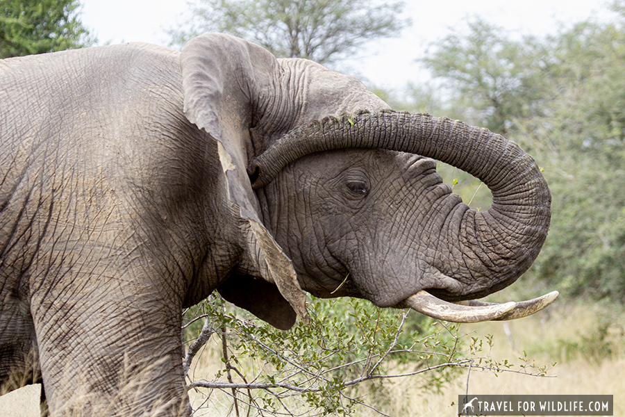 African elephant with trunk in ear near Tamboti tented camp